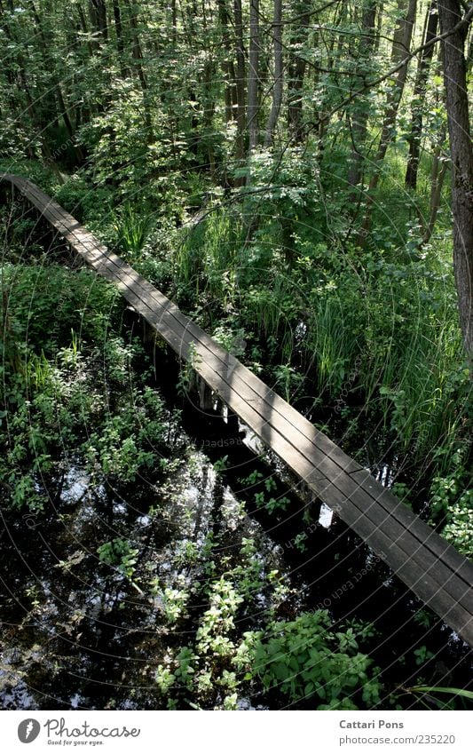 marshland Nature Landscape Plant Leaf Forest Marsh Marsh plant Fluid Green Bridge Wooden bridge Footbridge Lanes & trails Woodway Damp Wet Shaft of light Shadow