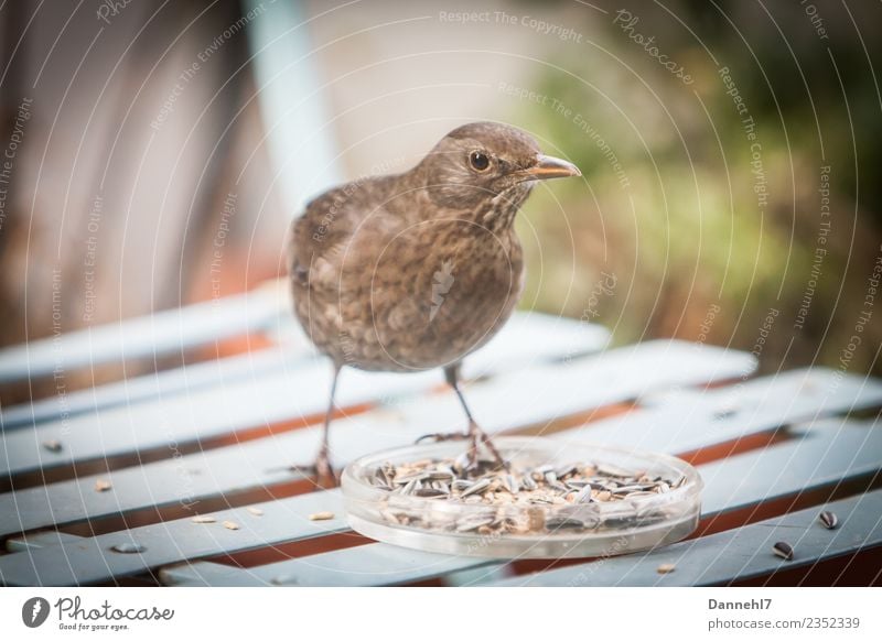 Berta the blackbird Garden Animal Bird 1 Eating Feeding To enjoy Beautiful Thin Blue Brown Self-confident Appetite Voracious Blackbird female Feeding area