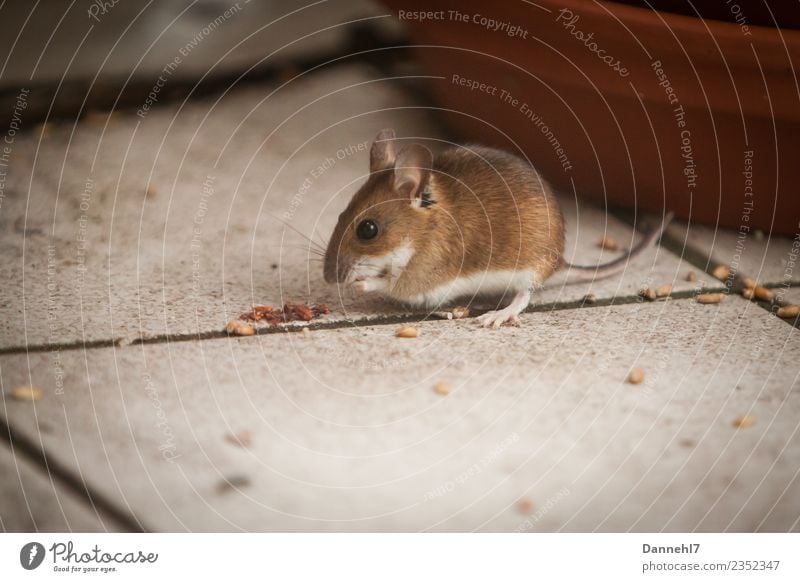 Here comes the mouse IV Animal Wild animal Pelt 1 Observe Eating To feed Feeding Disgust Small Cute Brown Curiosity Interest Appetite Fear Mouse Grain Tile