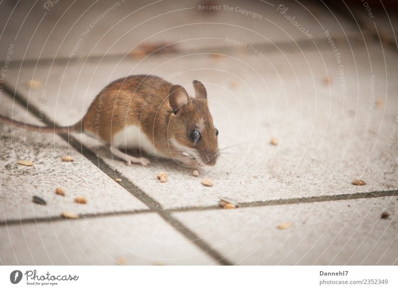 Here comes the mouse II Animal Wild animal Pelt 1 Observe Eating To feed Feeding Disgust Small Cute Brown Curiosity Interest Appetite Fear Mouse Grain Tile