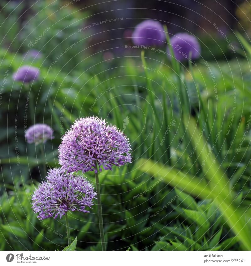 Beautiful ornamental garlic Nature Plant Flower Grass Leaf Blossom Garden Park Green Violet Colour photo Exterior shot Deserted Day Light Shadow Blur