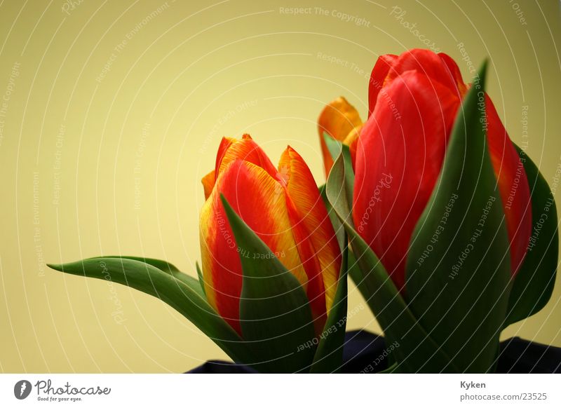 Tulips #2 Spring Flower Yellow Red Green Leaf Blossom Multicoloured Orange