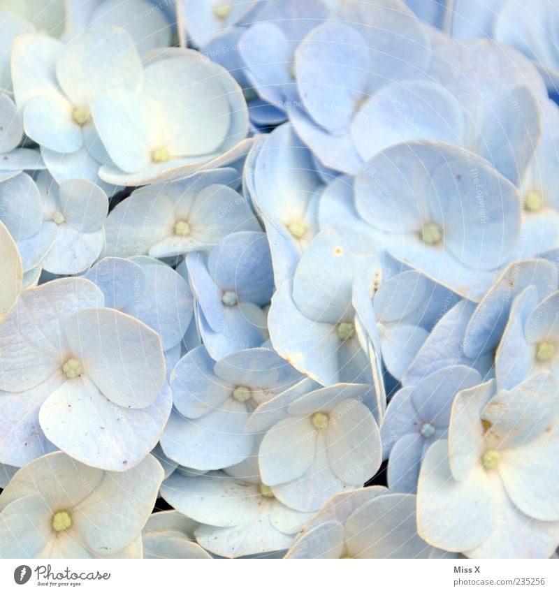 hydrangea Plant Summer Flower Leaf Blossom Blossoming Fragrance Bright Blue Hydrangea Hydrangea blossom Garden plants Blossom leave Light blue Colour photo