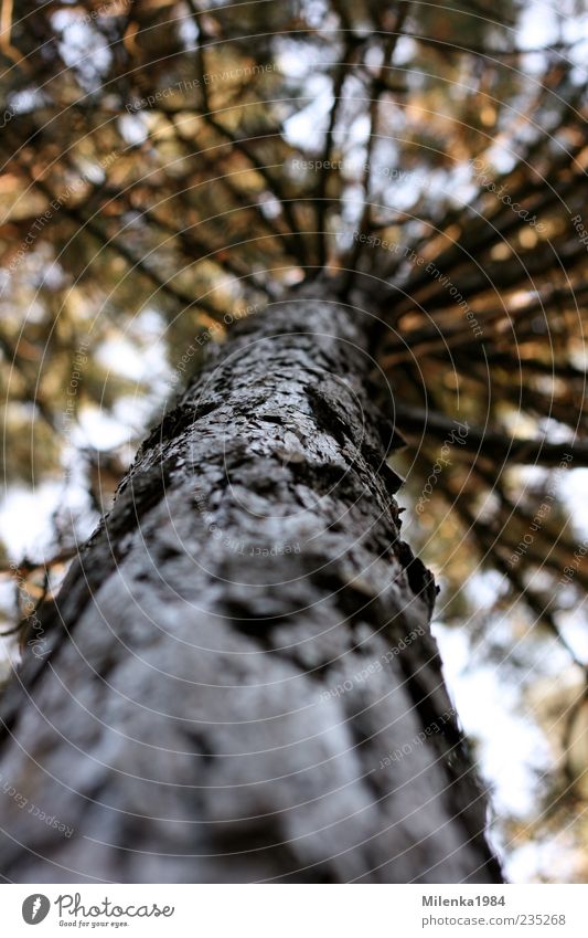 one of many Nature Plant Spring Tree Tall Pine Tree bark Tree trunk Branch Height Above Colour photo Exterior shot Day Shallow depth of field Worm's-eye view