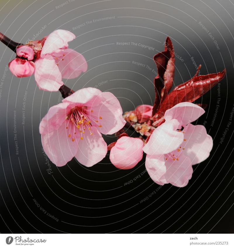 blossoms Environment Nature Plant Spring Flower Leaf Blossom Garden Blossoming Growth Beautiful Pink Black Colour photo Exterior shot Deserted Day Contrast