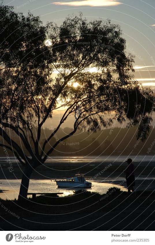 Paradise on Earth Nature Sun Sunrise Sunset Sunlight Summer Beautiful weather Tree Coast Relaxation Serene Happy Watercraft Low tide Branch Twigs and branches