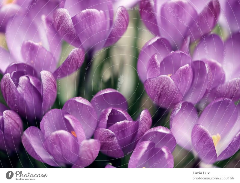 Spring, purple Nature Plant Beautiful weather Flower Blossom Crocus Meadow Violet Joy Colour photo Multicoloured Macro (Extreme close-up) Day Light Sunlight