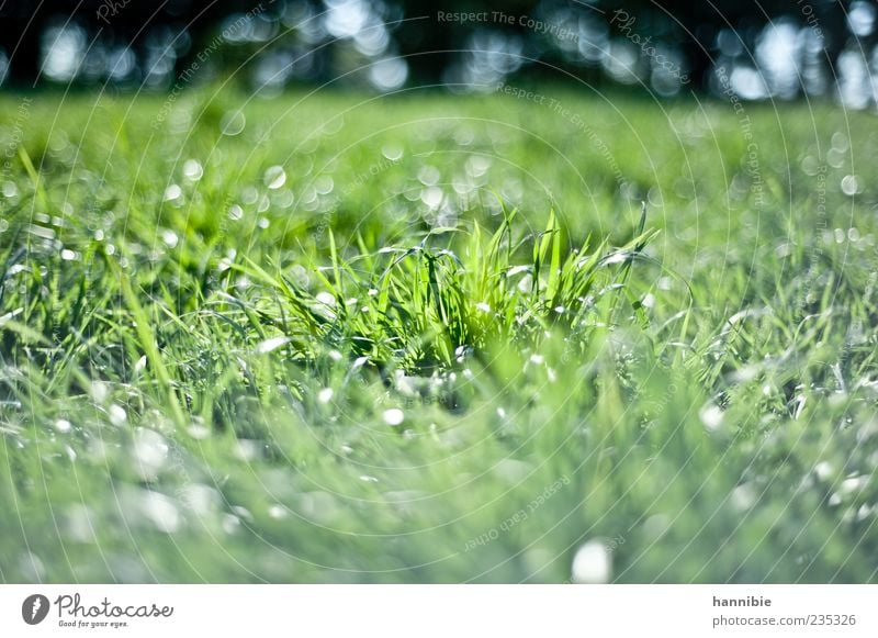 meadow Nature Landscape Spring Grass Meadow Natural Green Blur Sunlight Colour photo Exterior shot Deserted Day Shallow depth of field Glittering