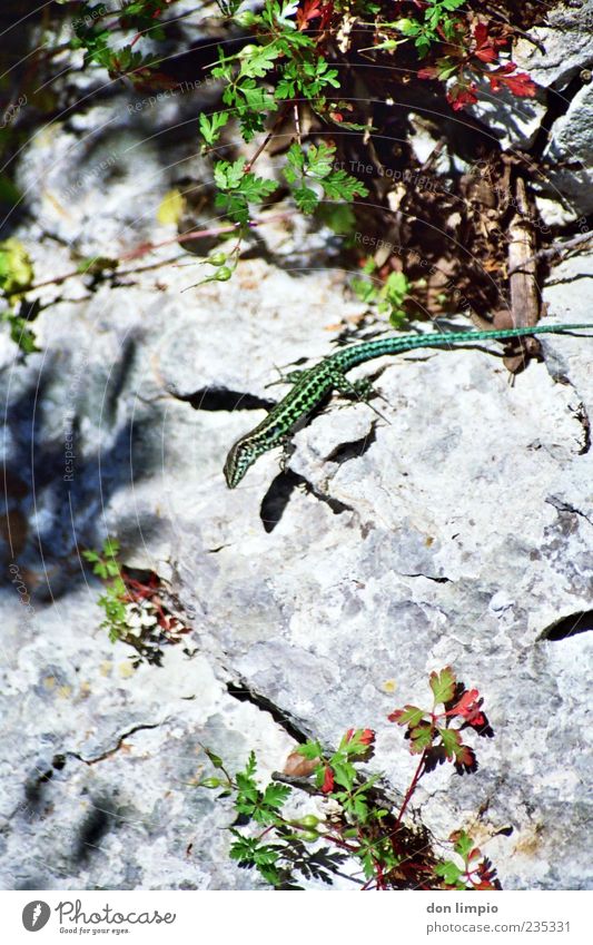 lizard Nature Summer Bushes Animal Wild animal 1 Crawl Elegant Small Green Saurians Reptiles Sand lizard Camouflage Analog Colour photo Exterior shot Close-up