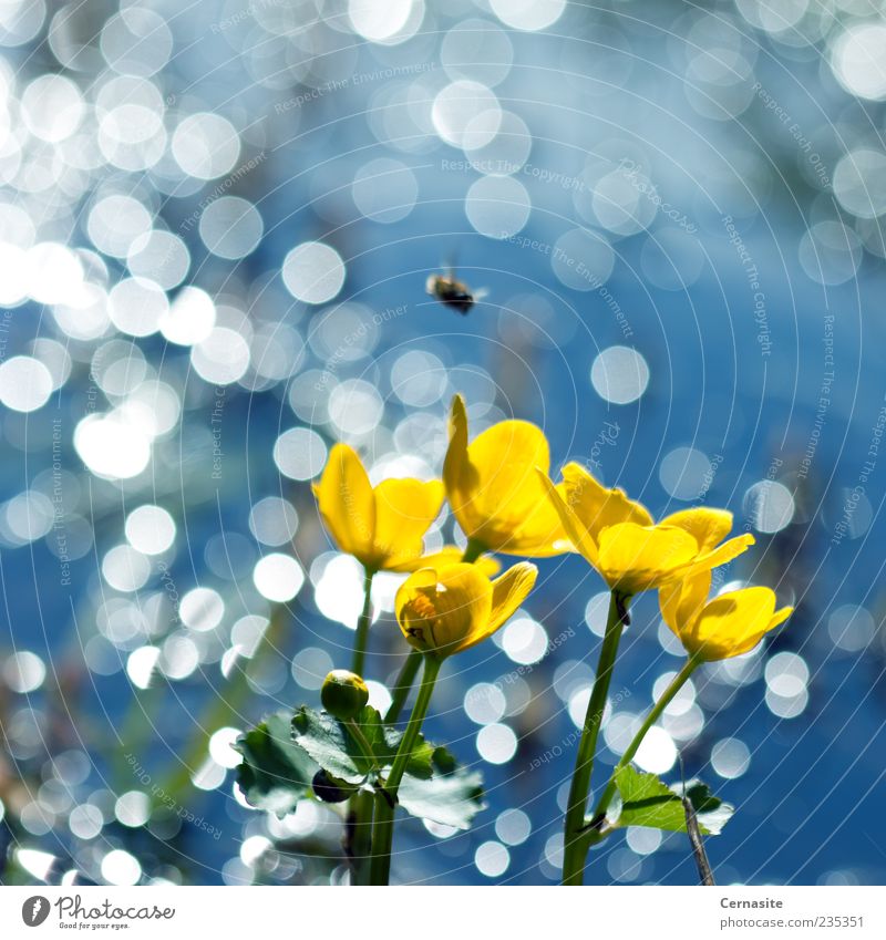 Fly In Restaurant Nature Plant Sunlight Spring Beautiful weather Flower Leaf Meadow Field Island Esthetic Authentic Exceptional Simple Soft Blue Yellow Green