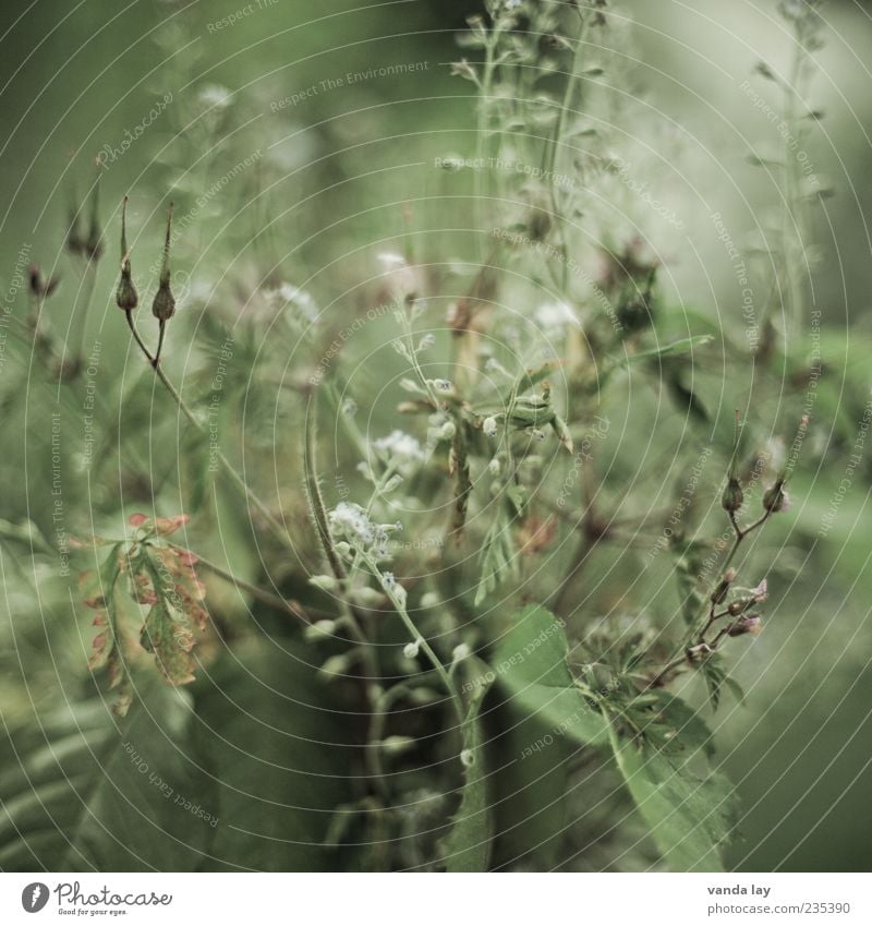 Withered Plant Flower Grass Leaf Forget-me-not Old Transience Ecological Blossom Colour photo Exterior shot Close-up Macro (Extreme close-up) Deserted