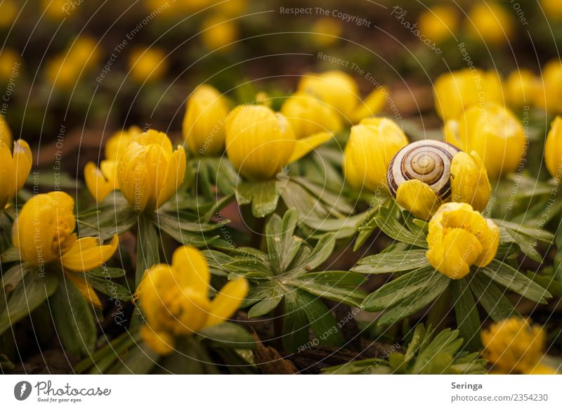 Winterlinge with snail shell Environment Nature Landscape Plant Animal Spring Leaf Blossom Foliage plant Wild plant Garden Park Meadow Forest Blossoming Snail