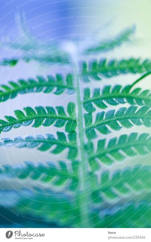 Fern in green-blue Nature Plant Leaf Foliage plant Growth Esthetic Exceptional Positive Blue Green Colour photo Close-up Detail Macro (Extreme close-up) Morning