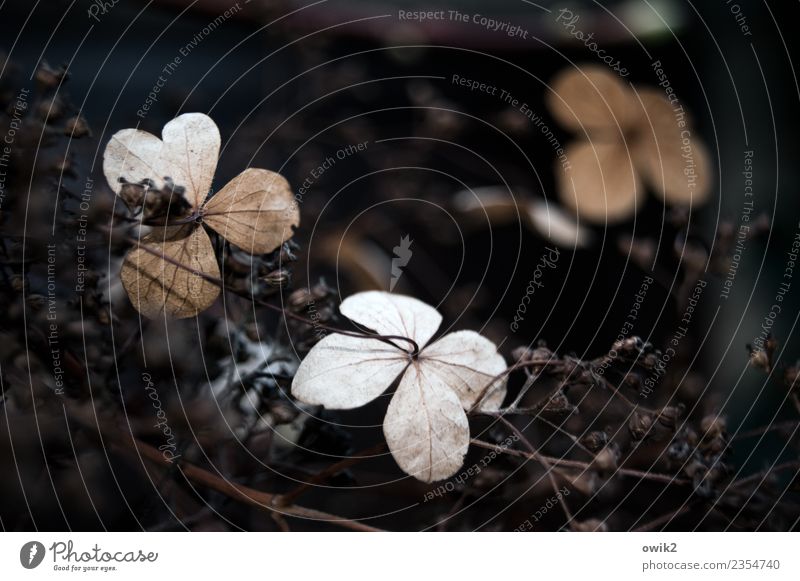 autumn Environment Nature Plant Autumn Bushes Leaf Blossom Hedge Hang To dry up Thin Authentic Small Near Natural Dry Patient Calm Sadness Concern Grief