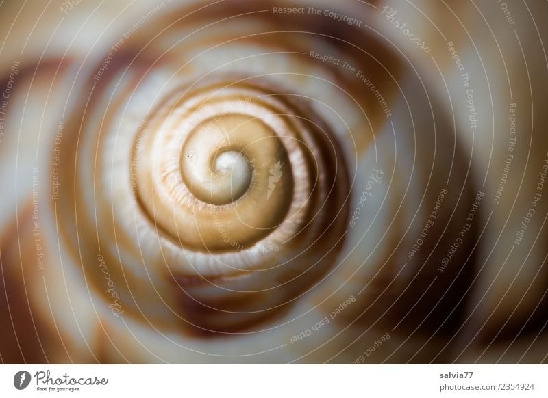 spiral Nature Animal Snail Snail shell Spiral Round Brown Yellow Gray Beginning Design Symmetry Structures and shapes Infinity logarithmic spiral Whorl Art Line