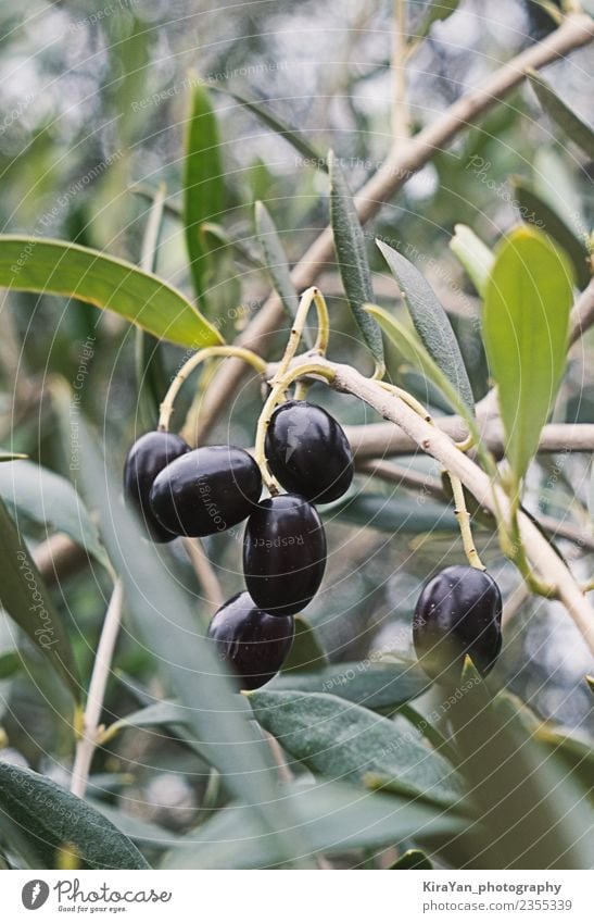 Close up branch of olives tree and black ripe olives Food Vegetable Plant Tree Garden Forest Eating Surprise Dream Leaf Mature Olive Agriculture Green Nature