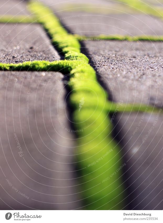 The Green Mile Nature Plant Moss Foliage plant Gray Structures and shapes Line Stone Paving stone Ground Bright green Exterior shot Detail