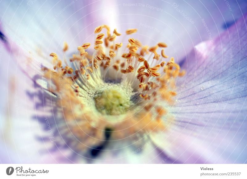 ...I'm stamping Nature Plant Flower Blossom Spring fever Pistil Detail Colour photo Macro (Extreme close-up) Wood anemone Pollen Blossom leave Deserted Fresh