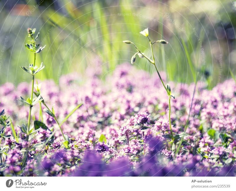 flowers Nature Plant Beautiful weather Flower Grass Bushes Leaf Blossom Garden Park Meadow Fragrance Blue Violet Spring fever Esthetic Life