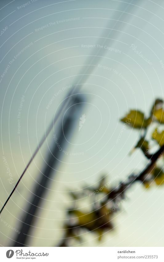 Wine Blue Green Wine growing Vine Wire Line Colour photo Detail Twilight Shallow depth of field Blur Close-up Worm's-eye view Deserted