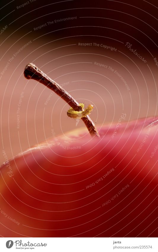 piece of jewellery Fruit Apple Wild animal 1 Animal Crawl Nature Caterpillar Colour photo Exterior shot Close-up Deserted Copy Space top Small Stalk Detail