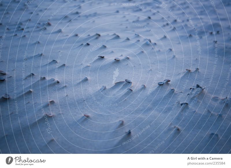 Spiekeroog l murderous on feet Sand Weather Wind Coast Beach Mussel Stone Pebble Exceptional Dark Blue Dry Exterior shot Deserted Shallow depth of field