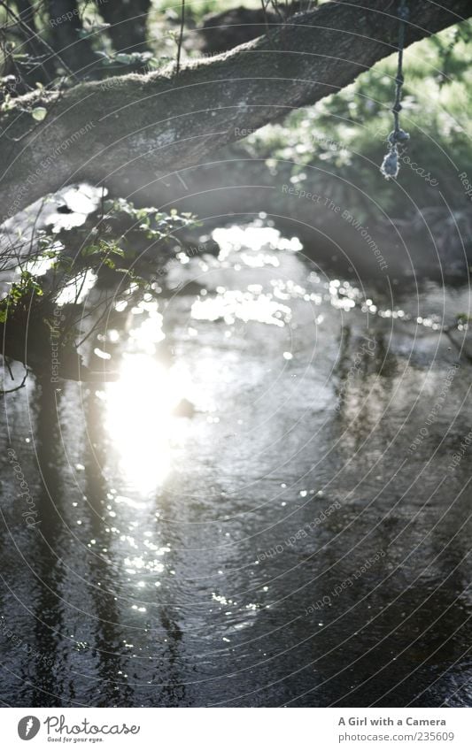 down at silver river Nature Landscape Plant Water Spring Weather Beautiful weather Tree Forest Brook River Glittering Illuminate Natural England Subdued colour