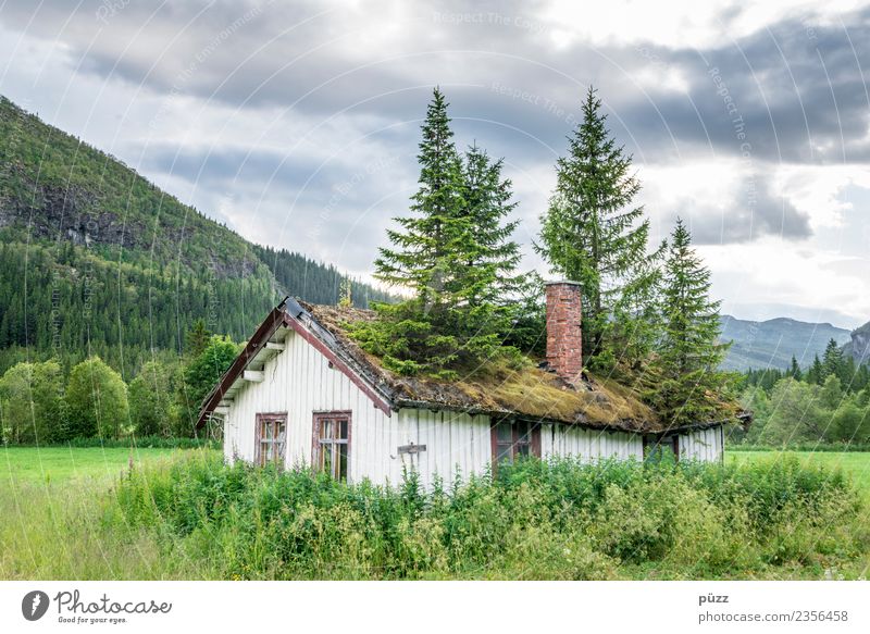 roof garden Environment Nature Landscape Plant Tree Moss Meadow Field Forest Norway Deserted House (Residential Structure) Hut Roof Wood Growth Green Sadness