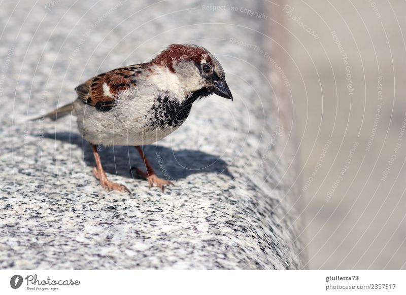 Mr. Sparrow is watching me... Sun Spring Summer Beautiful weather Wild animal Bird Passerine bird Songbirds 1 Animal Observe Small Natural Freedom Contentment