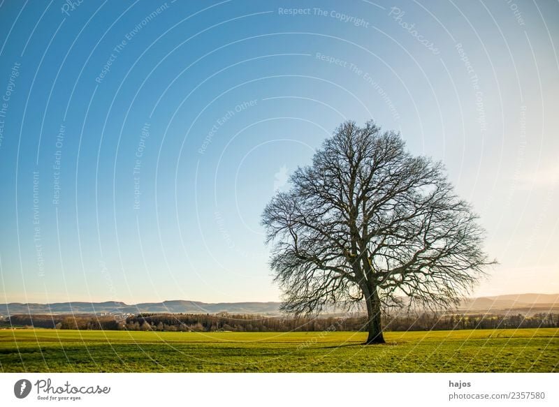 Old oak in autumn Meditation Smoke Natural Power Inspiration Oak tree Bleak gravely Meadow Green Sky Blue Panorama (Format) Swabian Jura Germany Clarity