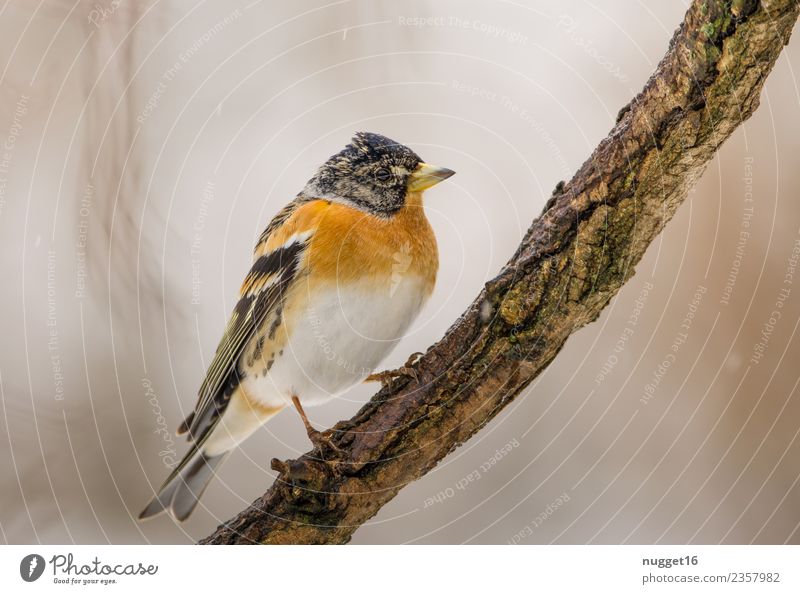 Mountain Finch on a Branch Environment Nature Animal Spring Autumn Winter Climate Beautiful weather Ice Frost Snowfall Plant Tree Garden Park Forest Wild animal