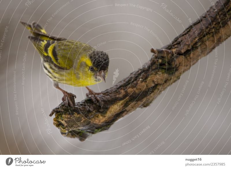 Alder siskin on branch Environment Nature Animal Spring Summer Autumn Winter Beautiful weather Plant Tree Branch Garden Park Meadow Field Forest Wild animal