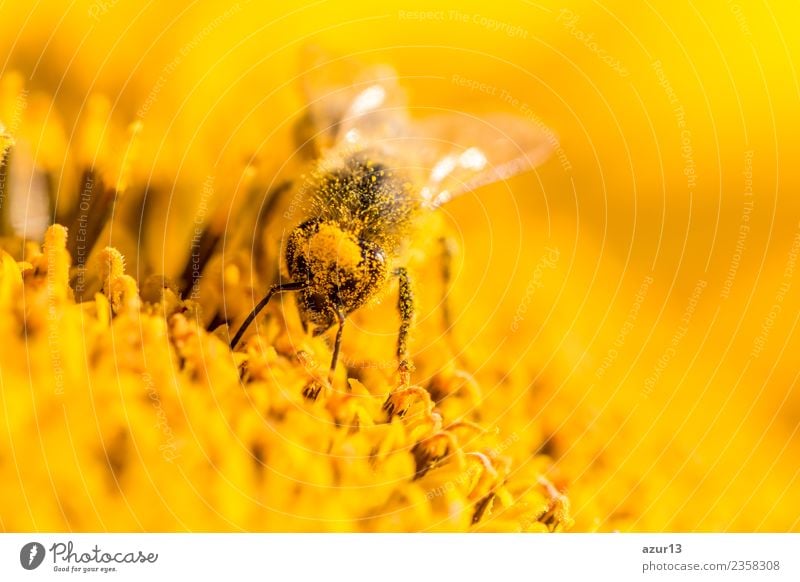 Macro honey bee collects yellow pollen on head in sunflower Body Hair and hairstyles Summer Environment Nature Plant Animal Sun Spring Climate Climate change