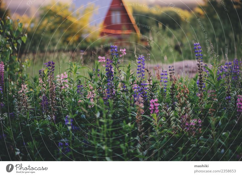 summer countryside view with lupin flowers Nature Landscape Sunrise Sunset Summer Flower Field Relaxation Vacation & Travel Freedom Peace Country life Farm