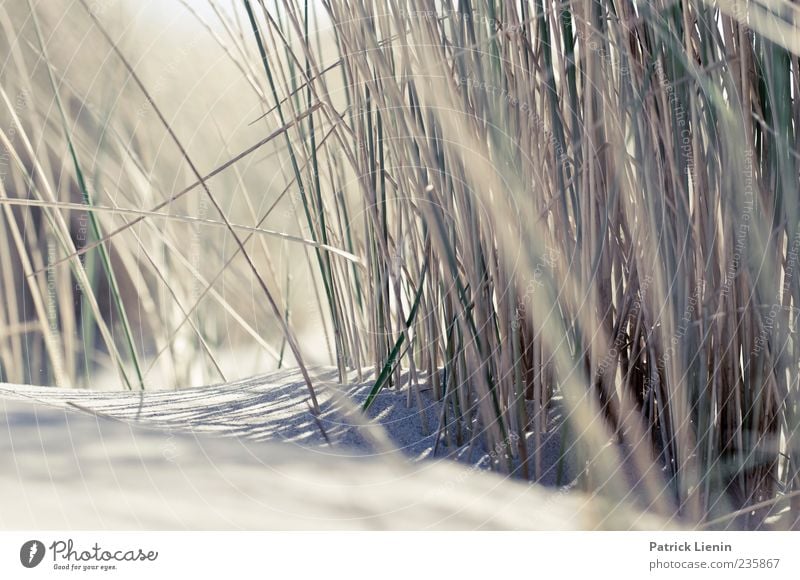 Spiekeroog, I'm gonna love you. Beach Environment Nature Plant Sand Grass Coast North Sea Bright Dune Beach dune Colour photo Exterior shot Close-up Detail