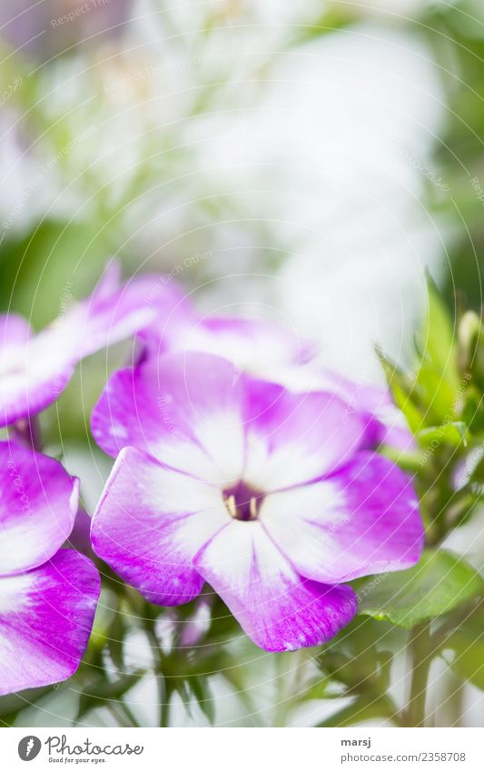 phlox Nature Spring Summer Plant Blossom Phlox Blossoming Fragrance Near Natural Violet Colour photo Multicoloured Exterior shot Close-up Deserted