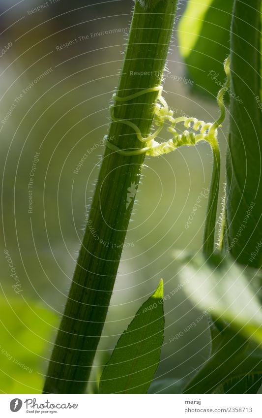 You hold me tight Nature Spring Summer Plant Tendril Stalk Whorl Rotate To hold on Green Power Brave Friendship Together Flexible Fear Effort Relationship