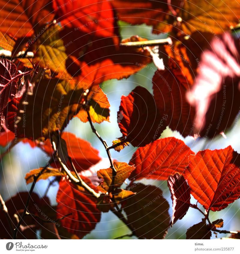 spring festival Environment Nature Plant Beautiful weather Tree Esthetic Natural Chaos Colour Idyll Moody Change Colour photo Multicoloured Exterior shot