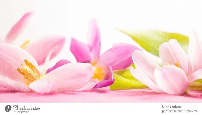 Wellness with pink tulip flowers Design Life Harmonious Well-being Contentment Relaxation Calm Meditation Spa Massage Swimming pool Image Pattern Mother's Day