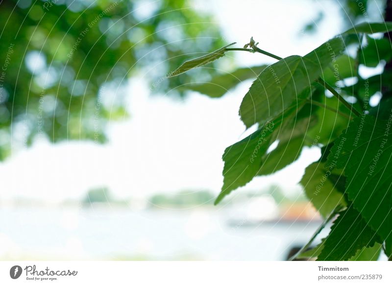 View of the Rhine Plant Spring Tree Leaf River Watercraft Green Blur Colour photo Exterior shot Deserted Day Contrast Shallow depth of field Central perspective