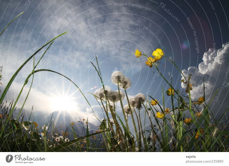 butter- and puffflowers! Environment Nature Plant Sky Sun Spring Flower Crowfoot Dandelion Meadow Illuminate Esthetic Blue Yellow Colour photo Exterior shot