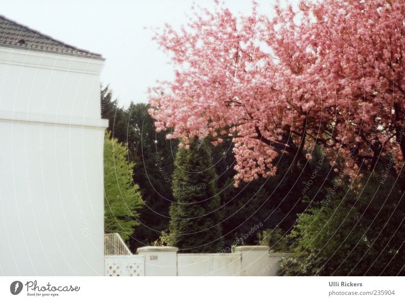 In spring Garden Spring Beautiful weather Tree Wall (barrier) Wall (building) Door Living or residing Fragrance Green Pink White Colour photo Exterior shot