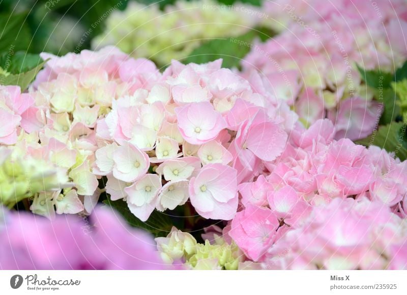 hydrangea Nature Plant Spring Summer Flower Blossom Blossoming Fragrance Hydrangea Hydrangea blossom Garden plants Pink Delicate Colour photo Multicoloured