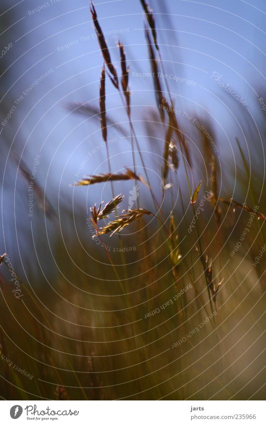 natural Environment Nature Plant Beautiful weather Grass Fresh Natural Optimism Calm Colour photo Exterior shot Close-up Deserted Day Light Grain Grain field