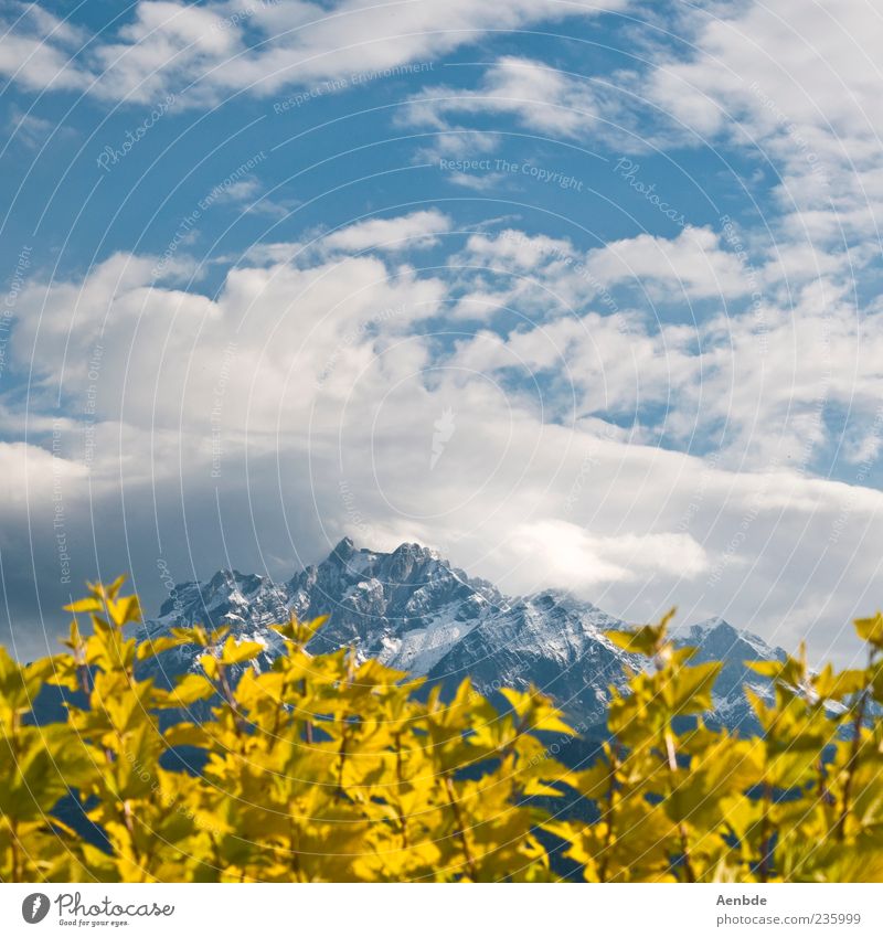 Plant, mountain and sky Joy Vacation & Travel Tourism Nature Landscape Sky Summer Beautiful weather Bushes Alps Mountain Blue Yellow Happy