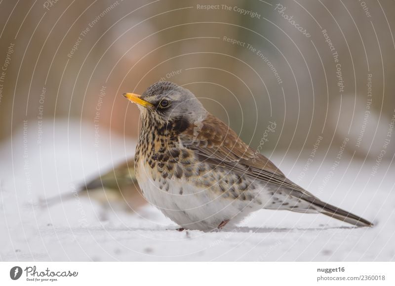 Juniper Thrush in the snow Environment Nature Animal Spring Autumn Winter Climate Weather Beautiful weather Ice Frost Snow Snowfall Garden Park Meadow Field