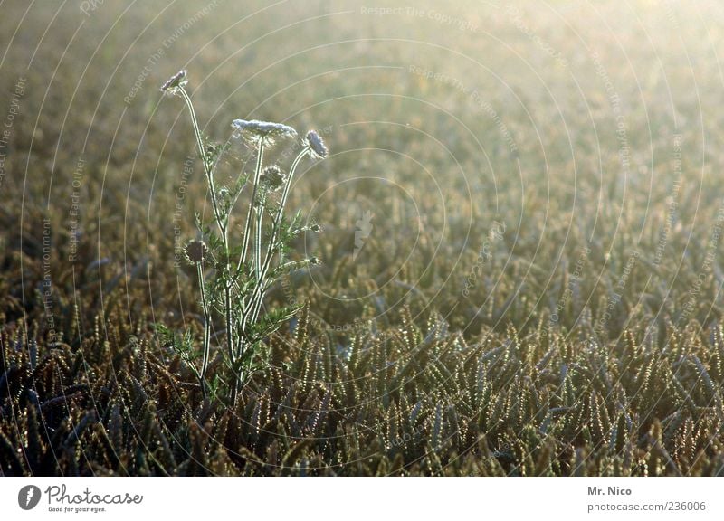 country Environment Nature Landscape Plant Summer Climate Field Contentment Warmth Idyll Cornflower Weed Cornfield Life Grass Loneliness Fragrance Growth Wild