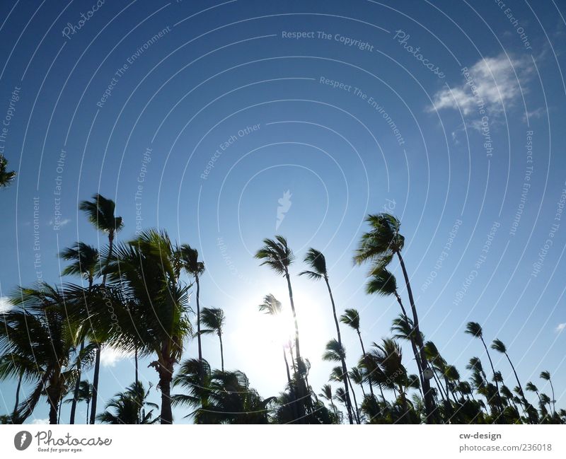 Off on holiday Nature Sun Summer Beautiful weather Wind Exotic Palm tree Palm beach Palm frond Beach Blue Black Longing Sky Sky blue Blue sky Clouds