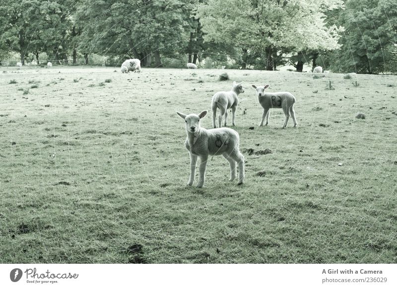 confusing Monday with Friday Nature Landscape Plant Spring Grass Field Farm animal Sheep Lamb Even-toed ungulate Group of animals Herd Baby animal Animal family