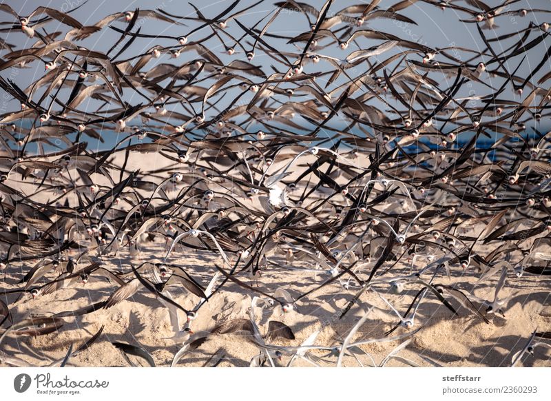 Flock of black skimmer terns Rynchops niger Beach Ocean Nature Sand Virgin forest Coast Animal Wild animal Bird Flying Blue Red Black White Terns Sea bird